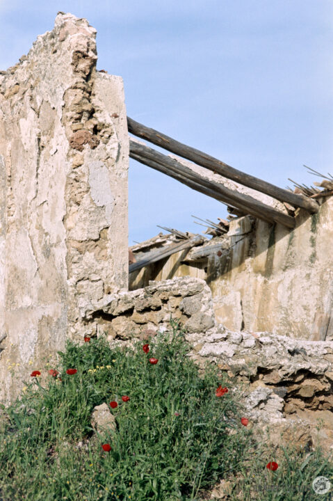 A partially crumbled stone wall of an abandoned structure is seen, with remnants of a roof overhead. Vibrant red poppies grow amidst the ruins, set against a clear blue sky, evoking a sense of nature reclaiming the space.