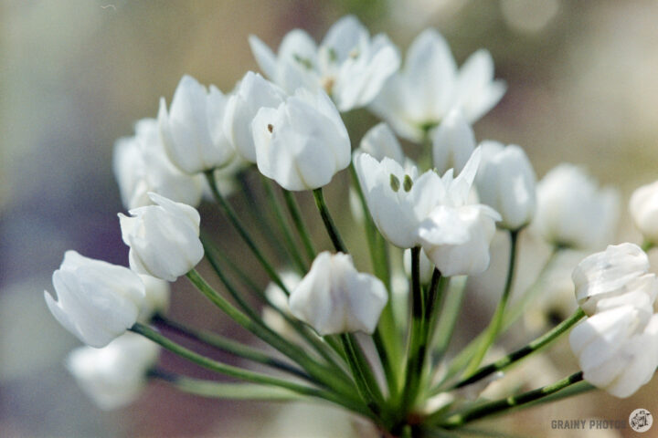 A close-up of delicate wild garlic white flowers with a cluster of small, cup-shaped blooms on thin green stems, set against a softly blurred background.