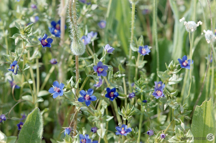 A vibrant array of blue flowers with star-shaped petals growing among green foliage, interspersed with some delicate white blooms. The scene captures a lush, natural environment in full bloom.