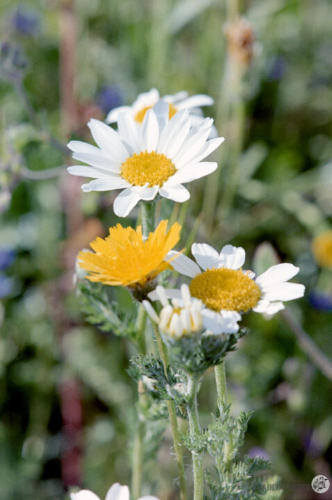 A close-up of vibrant wildflowers, featuring white daisies with bright yellow centers and a striking yellow dandelion, surrounded by green foliage in a sunny outdoor setting.
