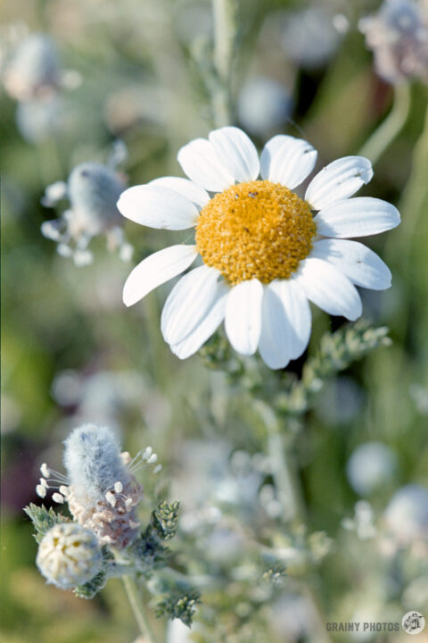 A close-up of a white daisy with a yellow center, surrounded by delicate green foliage and small buds. The image captures the natural beauty of the flower in a vibrant, sunny setting.