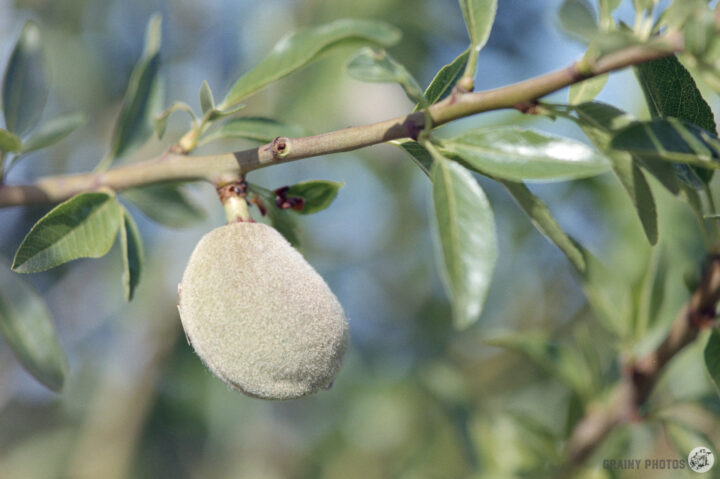 A close-up of an almond growing on a branch, surrounded by green leaves, showcasing the fuzzy outer layer typical of immature almonds in a natural setting.