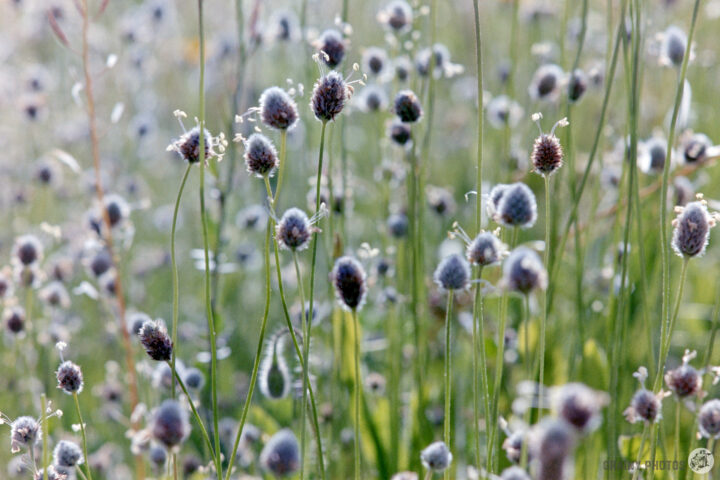 A lush meadow filled with soft, fuzzy flower heads and delicate green grasses, creating a tranquil and natural atmosphere. The flowers appear to sway gently in the breeze under soft sunlight, enhancing the serene ambiance of the landscape.