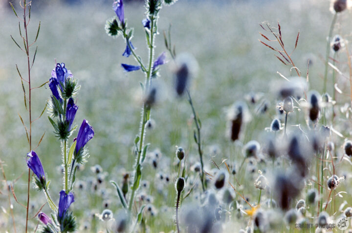 A field of wildflowers featuring tall green stems adorned with vibrant purple blooms, surrounded by soft, muted colors of other blooming plants and grasses, creating a serene and delicate natural landscape.
