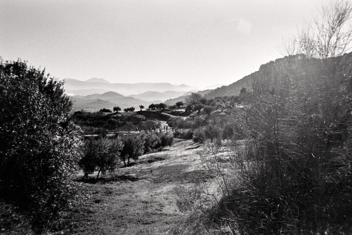 A serene, monochromatic landscape featuring rolling hills, scattered olive trees, and distant mountains under a misty sky, evoking a sense of tranquility and natural beauty.
