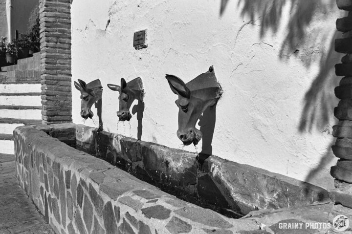 A black and white image of a stone fountain featuring three donkey head sculptures. Water flows from each cow's mouth into a narrow trough, set against a textured white wall and surrounded by rustic architecture.