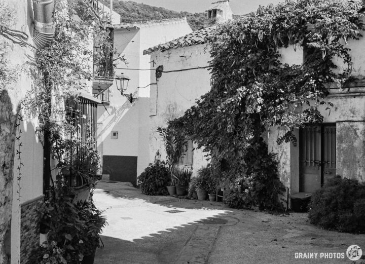 A black-and-white photo of white townhouses. One house is covered in ivy, and there are potted plants in the street outside the houses.