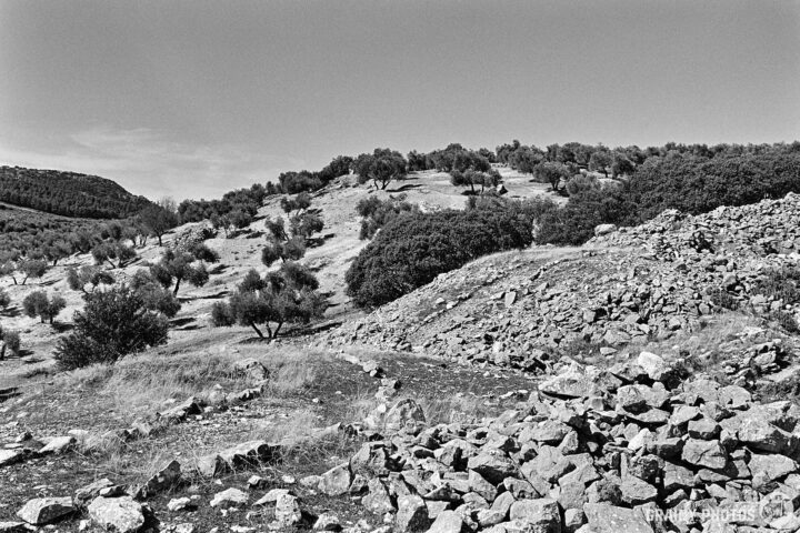 A black and white landscape featuring a hilly terrain dotted with olive trees and rocky outcrops. The scene captures the rugged beauty of nature, highlighting the interplay of light and shadow on the hillside.