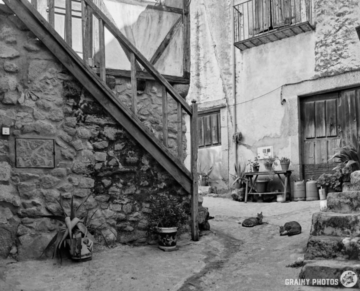 A charming black-and-white courtyard scene featuring an outdoor staircase, stone walls, potted plants, and multiple cats lounging on the ground. The rustic setting suggests a peaceful, rural atmosphere.
