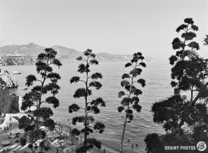 A serene black-and-white beach scene featuring tall trees framing the view of the ocean. The coastline and distant mountains create a tranquil backdrop, while people can be seen enjoying the sun and sand below.