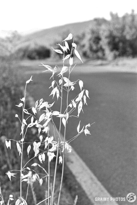 A close-up of delicate grass-like plants standing beside a winding road, with a blurred background of greenery and distant hills, captured in black and white.