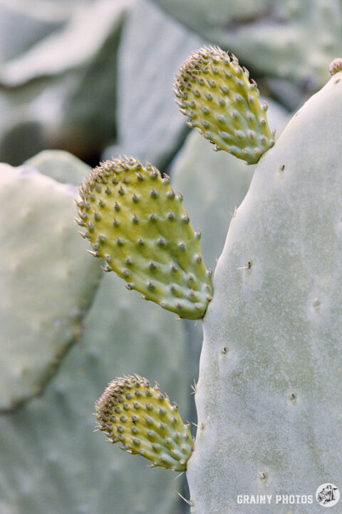 Close-up of a cactus with three green, spiky pads emerging from a larger, pale green pad. The background features soft-focus cactus foliage, creating a natural, textured composition.