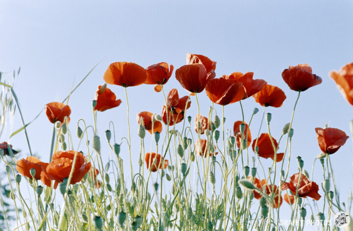 A vibrant field of red poppy flowers sways gently against a blue sky, showcasing their delicate petals and tall green stems. The scene captures the beauty of nature in full bloom.