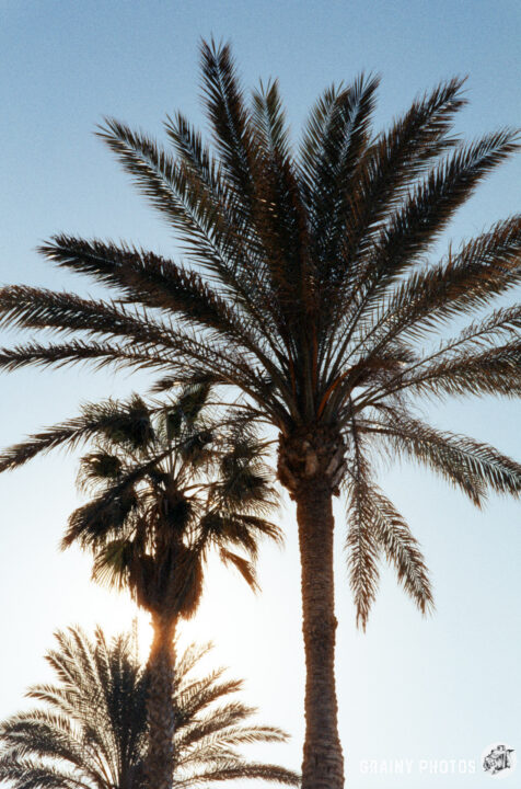 Palm trees silhouetted against a clear sky during sunset, showcasing their tall trunks and spread-out fronds, creating a serene tropical atmosphere.