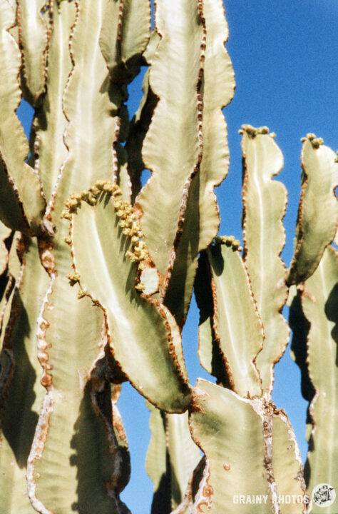 A tall, textured cactus with green, wavy pads and small yellow buds against a clear blue sky, showcasing its unique form and natural beauty.