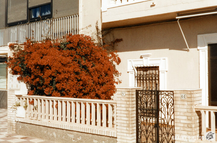 A vibrant red bougainvillea blooms against a light-colored house, with a decorative iron gate and a brick fence. The scene captures a sunny day, showcasing the contrast between the lush foliage and the architectural details.