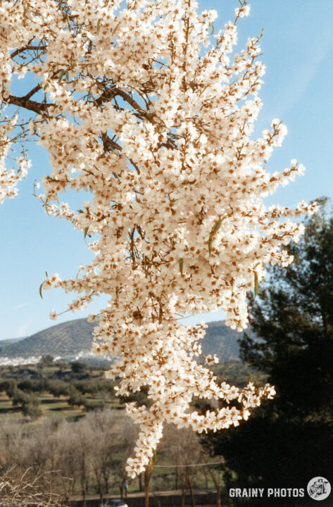 A close-up of delicate white almond blossoms hanging from branches against a clear blue sky, with a backdrop of rolling hills and green trees, capturing the beauty of springtime.