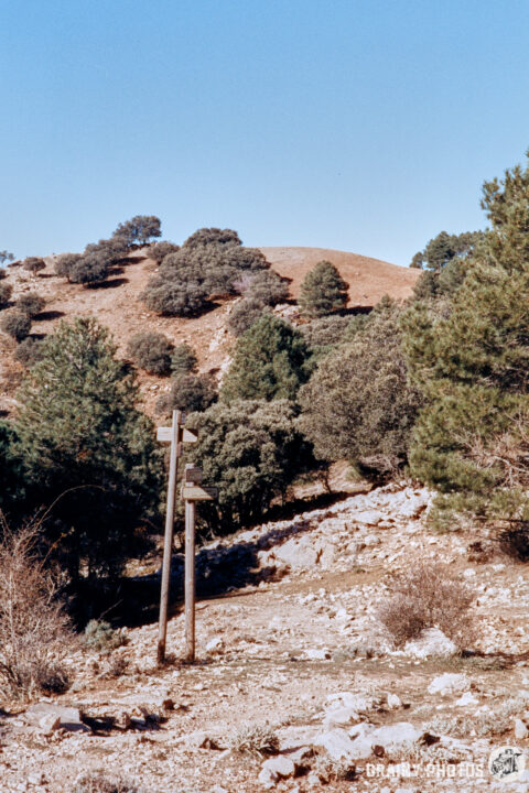 A rocky trail leads through a wooded area featuring various trees, with a gentle hillside in the background under a clear blue sky.