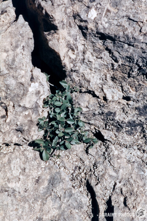 A small green plant growing between rocks, showcasing resilience in a harsh environment. The textured rock provides a stark contrast to the vibrant leaves of the plant.