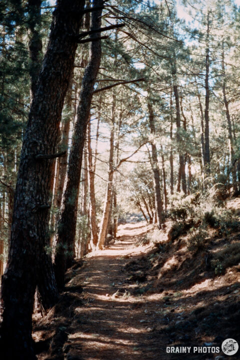 A peaceful forest path winding through tall pine trees, dappled sunlight filtering through the foliage. The trail is surrounded by lush vegetation, inviting exploration and a sense of tranquility.