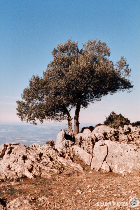 A solitary tree stands atop rocky terrain, with a clear blue sky in the background. The scene captures the beauty of nature and tranquility in a rugged landscape.