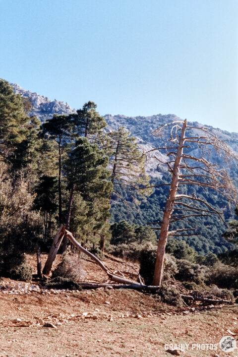 A scenic view featuring a mix of healthy and dead trees in a mountainous landscape under a clear blue sky, highlighting the contrast between vibrant nature and the remnants of a fallen tree.