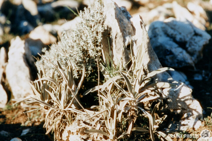 A close-up of a rocky terrain featuring green and dry plants, with textures of stones and subtle earth tones in the background, showcasing a natural outdoor environment.