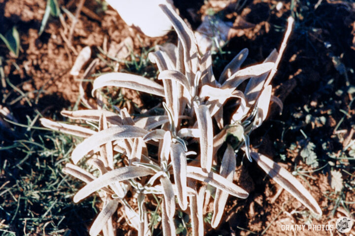 A cluster of green plants with slender, elongated leaves, set against rich brown soil. The leaves have a soft, fuzzy texture, typical of certain species found in grassy areas.
