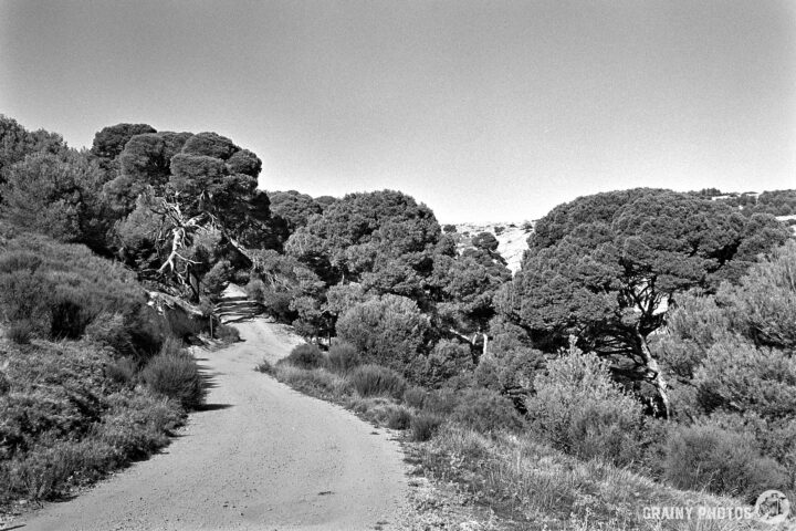 A winding dirt road surrounded by lush greenery and dense trees, leading through a tranquil landscape under a clear sky. The scene captures the serene beauty of nature in black and white.