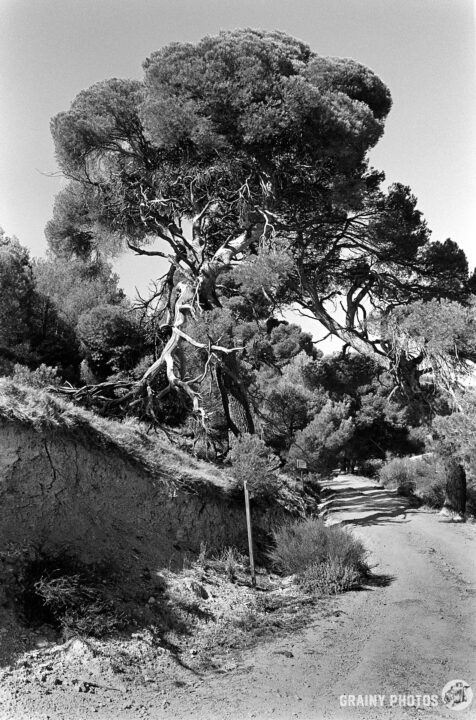 A winding dirt path framed by a large, gnarled tree and dense vegetation on either side, showcasing a tranquil natural setting in black and white.