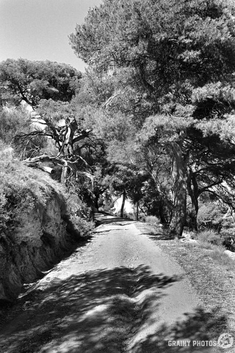 A narrow, winding dirt road through Pinar de Cánavas, bordered by tall trees and rocky terrain, bathed in sunlight, creates a tranquil and secluded atmosphere in a natural setting.