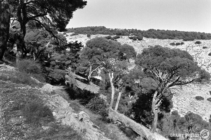 A black and white photograph of a hilly landscape featuring scattered trees, rocky terrain, and a clear sky, capturing natural beauty and serene wilderness.