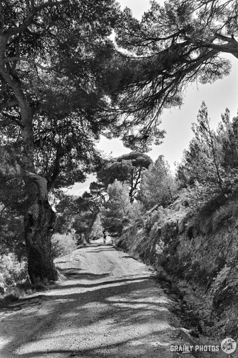A black and white photograph of a gravel road flanked by tall trees, leading into a wooded area with dappled sunlight creating a serene atmosphere. The pathway stretches ahead, inviting exploration through the tranquil landscape.