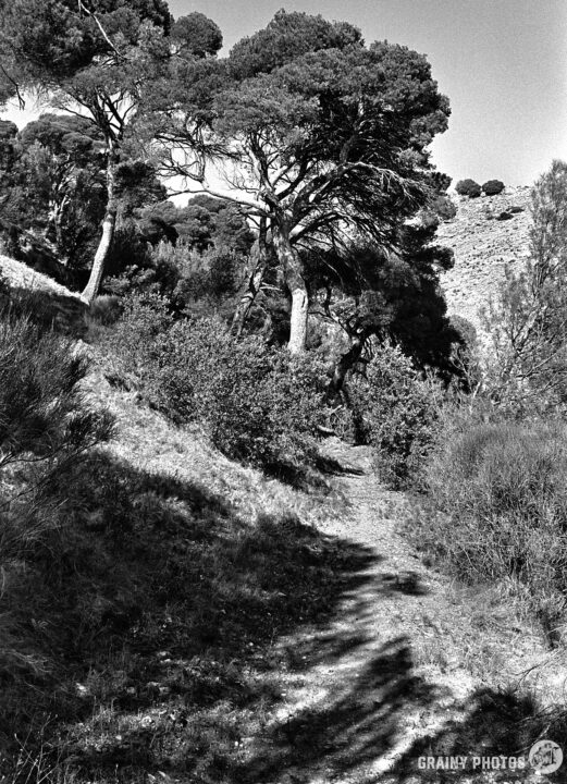 A forest, lined with tall trees and lush vegetation, set against a hilly backdrop. The scene is captured in black and white, highlighting the contrasts between light and shadow on the natural landscape.
