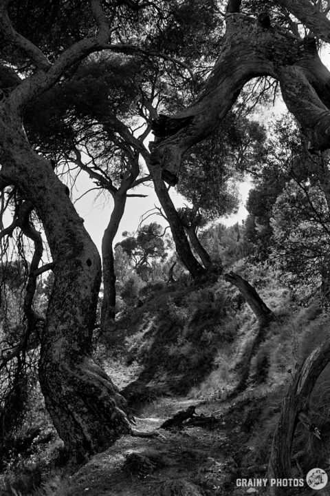 A winding path through a serene black and white landscape, featuring twisted trees and lush foliage, evoking a sense of tranquility and nature's beauty.