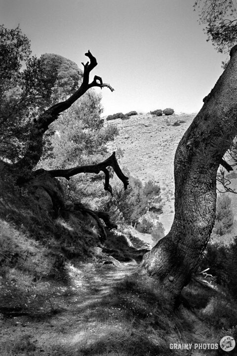 A winding path through a hillside landscape, flanked by gnarled, weathered trees in black and white, showcasing the contrast between light and shadow against the natural scenery.