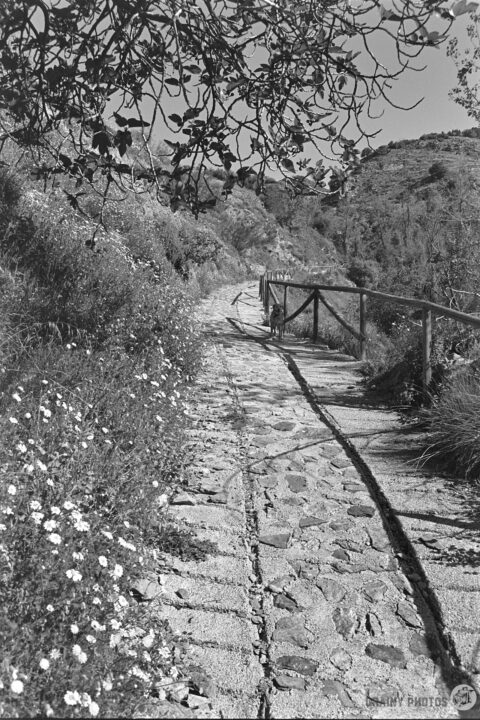 A winding stone pathway lined with wildflowers, surrounded by lush greenery and trees, leading through a serene landscape. The image is in black and white, highlighting the textures of the path and foliage.
