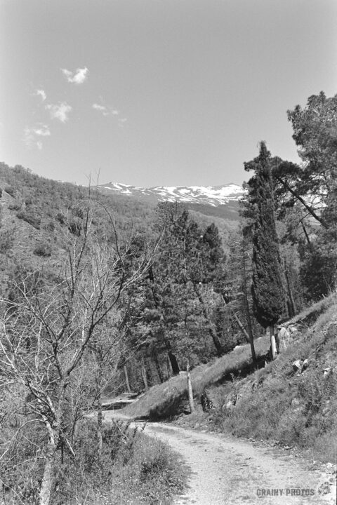 A winding dirt path leads through a mountainous landscape, surrounded by tall trees and patches of grass. Snow-capped peaks are visible in the distance under a clear sky with a few clouds.