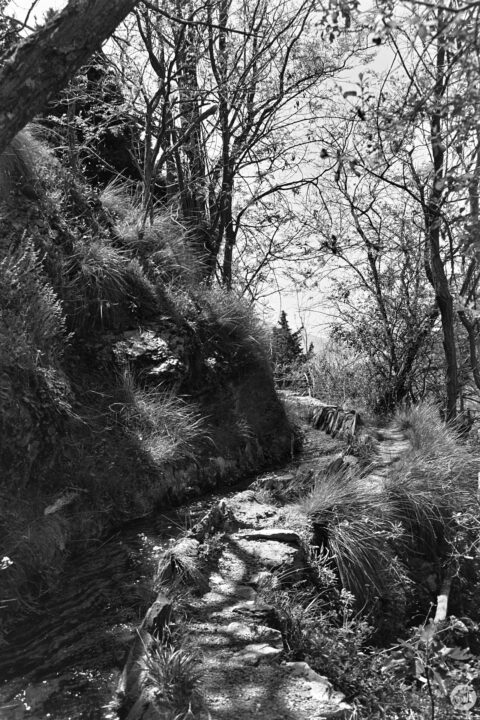 A serene black-and-white landscape featuring a narrow stone path winding through lush greenery and trees, with rocks on one side, evoking a tranquil outdoor setting in nature.