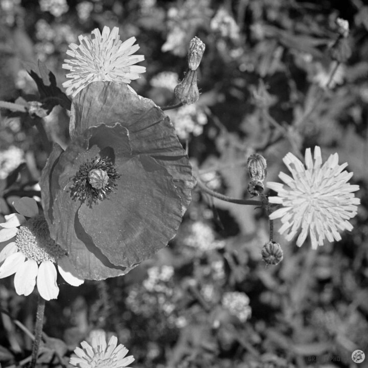 A close-up view of blooming flowers, featuring a large poppy surrounded by smaller daisies and delicate buds, all captured in black and white, highlighting the textures and details of the petals and foliage.