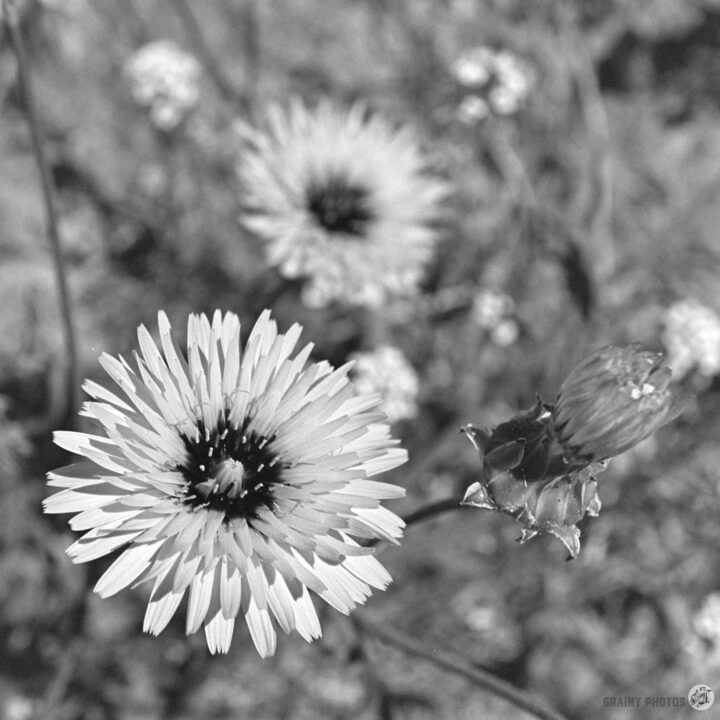A close-up of a daisy-like flower with white petals and a dark center surrounded by blurred background foliage, showcasing the beauty of nature in black and white.