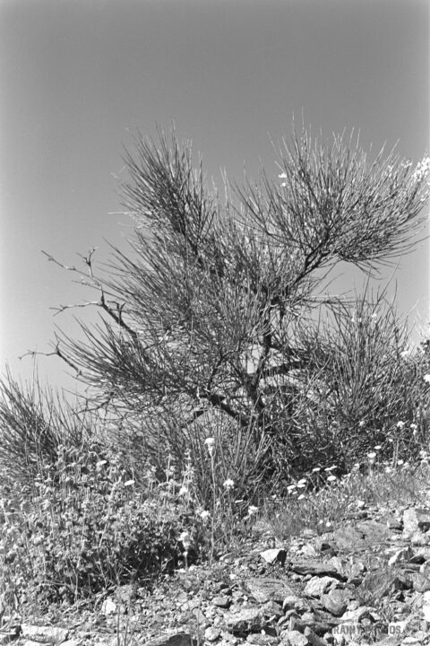A monochrome image of a Spanish Broom bush with slender branches and nearby wildflowers growing on rocky terrain, set against a clear sky.
