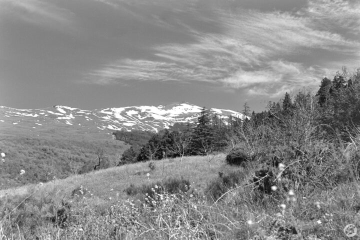 A serene black and white landscape featuring a snow-capped mountain in the background, rolling hills with patches of trees, and a grassy foreground dotted with wildflowers under a clear sky with wispy clouds.
