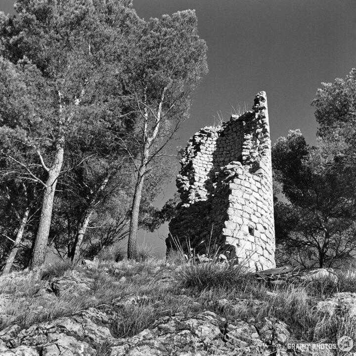 Ruins of Torre de La Harina stand among tall trees and grass, set against a stark grey sky. The scene captures the contrast between nature and historical remnants, evoking a sense of age and tranquility in a monochromatic landscape.