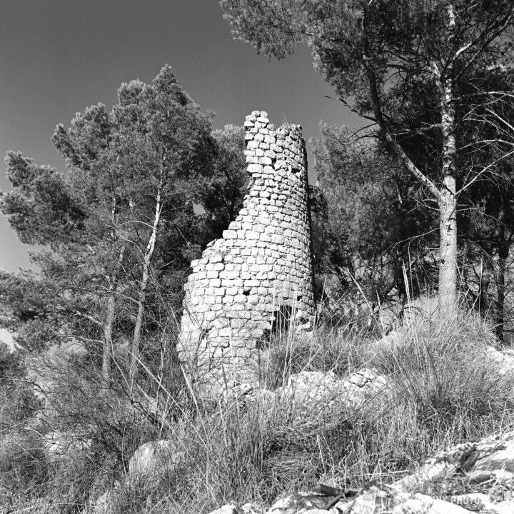 The historic stone ruin of Torre de La Harina stands amidst tall trees, surrounded by sparse vegetation, captured in black and white. The structure, partially overgrown, hints at a past era, evoking a sense of mystery and nature's reclamation of man-made forms.