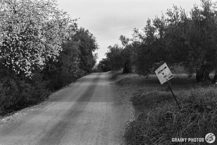 A narrow road lined with olive trees under a cloudy sky, featuring a sign that reads "Privado de Caza.” A blossoming blooming almond tree add a touch of nature to the serene landscape.