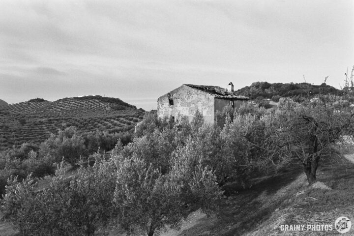 A rustic, weathered farmhouse sits amid rolling hills covered with olive trees, captured in black and white. The serene landscape features gently sloping terrain and a calm sky, evoking a sense of tranquility and nostalgia.