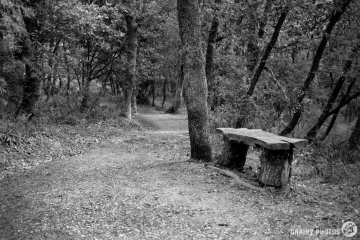 A winding path through a serene forest, flanked by trees. A rustic wooden bench sits alongside the trail, inviting rest and contemplation amidst the natural surroundings. The image is presented in black and white, enhancing the tranquil atmosphere.