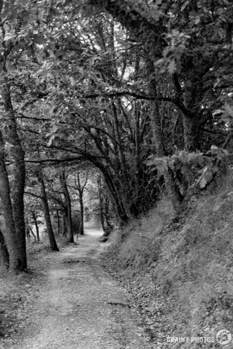 A narrow, winding trail surrounded by tall trees and dense foliage, creating a serene and secluded pathway. The image is presented in black and white, enhancing the contrast and depth of the natural landscape.