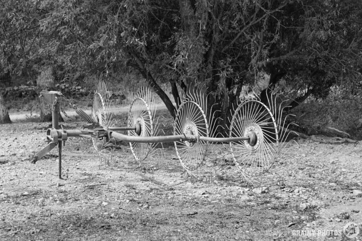 A black and white image of an old agricultural rake, resting on dry ground beneath a tree, showcasing its metallic wheel-like tines and rustic design.